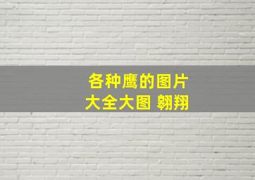 各种鹰的图片大全大图 翱翔